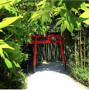 Torii 300 p